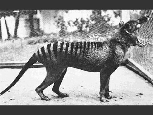 thylacine11