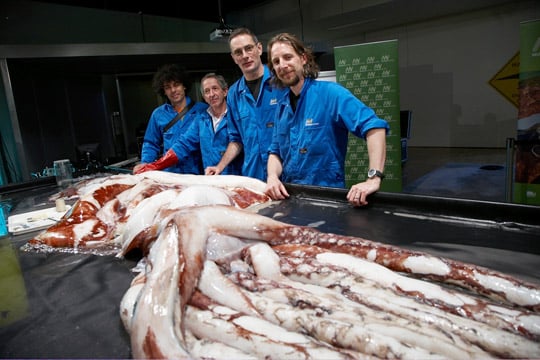 Giant Squid Dissection