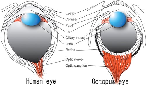 human eye v octo eye