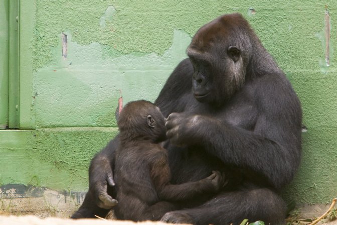 Gorilla Mom