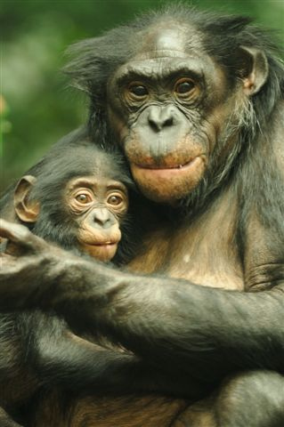 bonobo mom