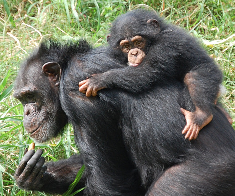 chimp mom