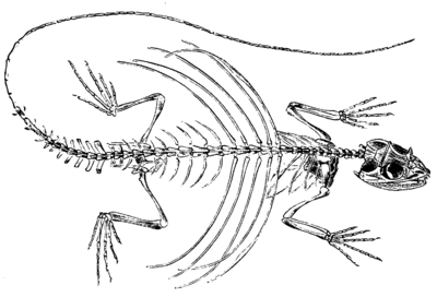 draco skeleton